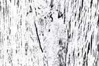 Vers. 4